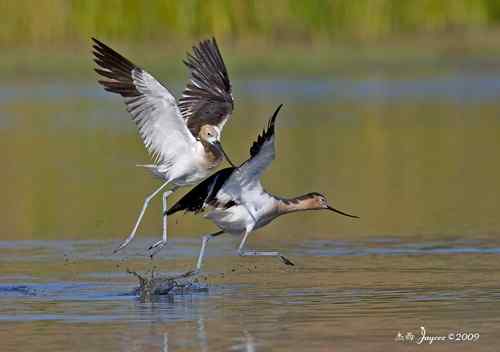 反嘴鸻的地盘之争