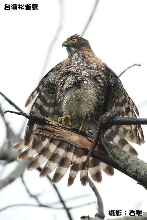 原画幅野生鸟类摄影俱乐部【精美组图】 原画幅野生鸟类摄影俱乐部【精美组图】