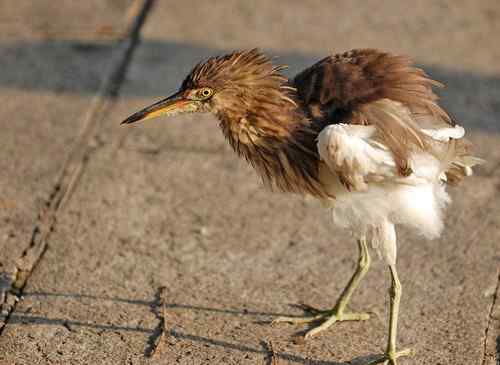 雏鸟池鹭获新生 雏鸟池鹭获新生