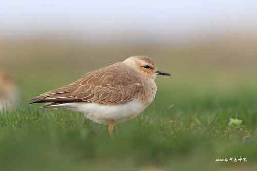 原画幅野生鸟类摄影俱乐部【精美组图】 原画幅野生鸟类摄影俱乐部【精美组图】