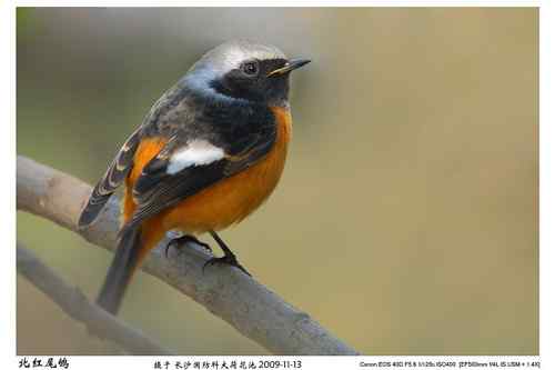 鸟类摄影图片处理成漂亮干净的背景