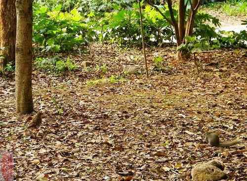 虎鸫觅蚯蚓 松鼠嗑坚果 和平共处不战争