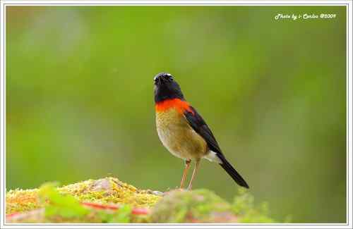 阿里山鴝(栗背林鸲)的祝福