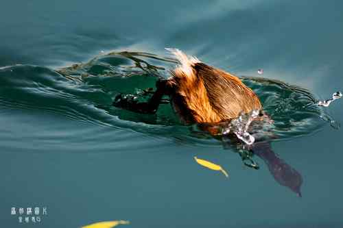 原画幅野生鸟类摄影俱乐部【精美组图】 原画幅野生鸟类摄影俱乐部【精美组图】