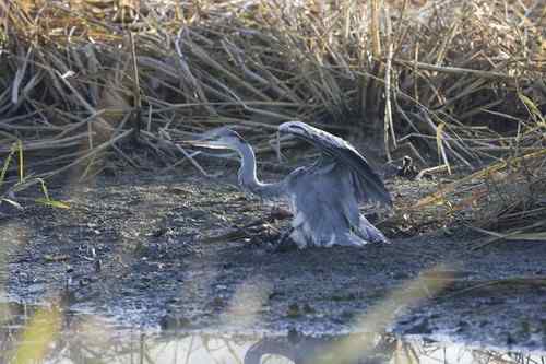 辽宁铁岭鸟人：联动救苍鹭