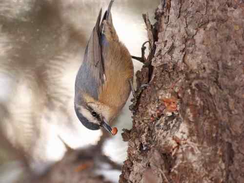 北京 二十几只林鸟
