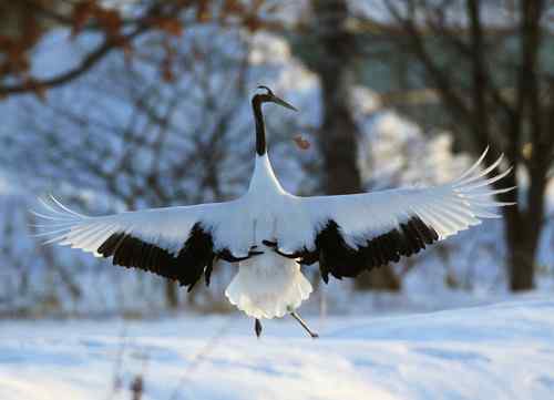 日本北海道的鸟儿