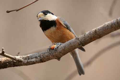 看看我长白山里的“宝贝”