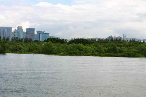 不一样的深圳湾，不一样的红树林：鸟儿的天堂