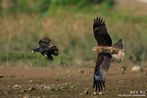 原画幅野生鸟类摄影俱乐部【精美组图】 原画幅野生鸟类摄影俱乐部【精美组图】