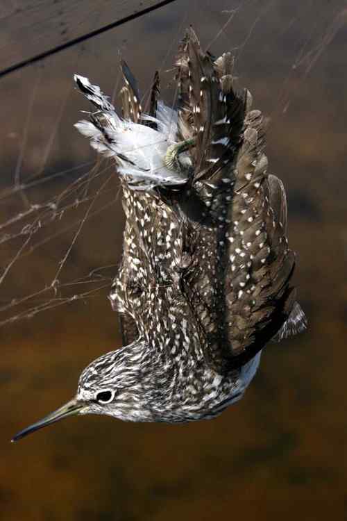 湿地深处解救六只小鸟