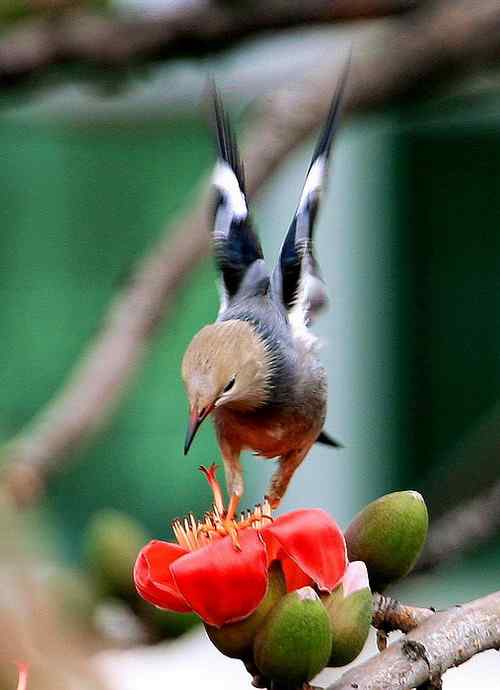 身残志坚的鸟坚强