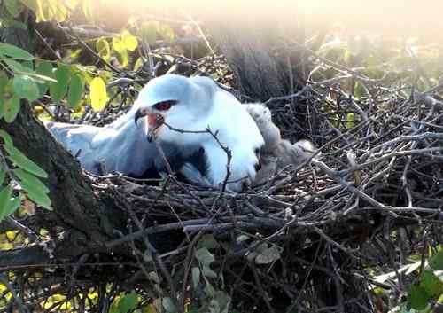 艰难生存的黑翅鸢