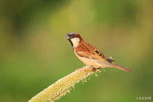 原画幅野生鸟类摄影俱乐部【精美组图】 原画幅野生鸟类摄影俱乐部【精美组图】