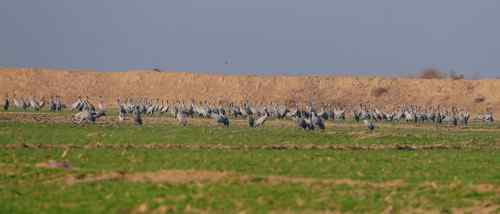 河南拍鸟之郑州版
