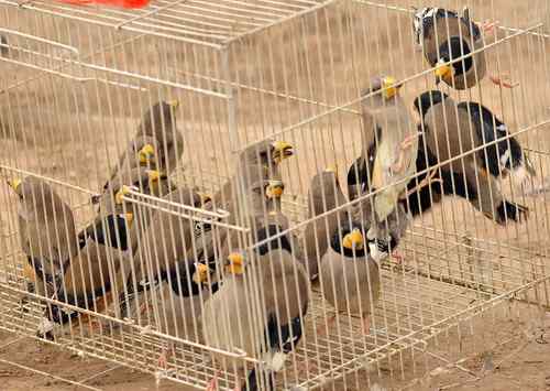 无语愧苍生：捕鸟和放生