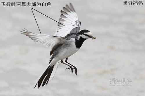 黑背鹡鸰辨别初探