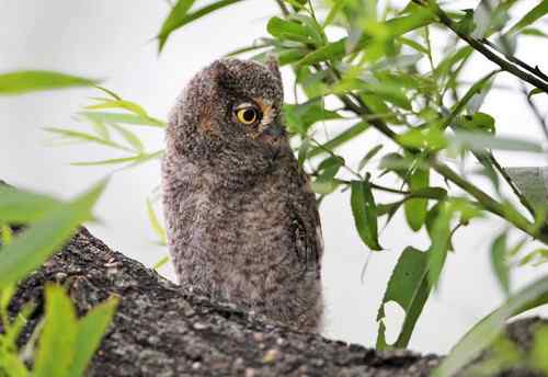 山西黎城 东方角鴞