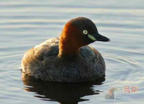 鸟类介绍---小鸊鷉