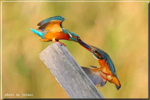 上天掉下來的禮物