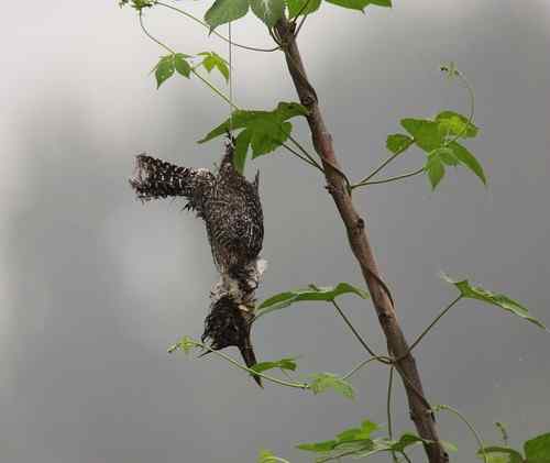 农民捕鸟 令人很伤心的事情