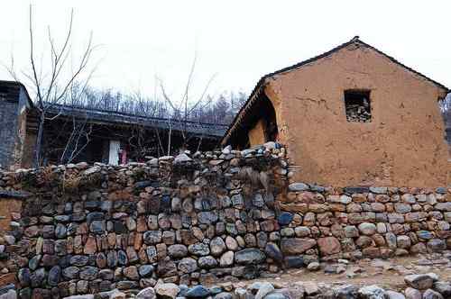 一只逝去的苍鹭