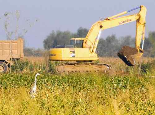 苍鹭：为什么挖我的地盘？