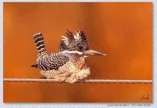 北京白河峡谷－鹮嘴鹬（大图）