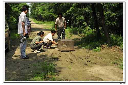 放飞记实：重伤的牛背鹭
