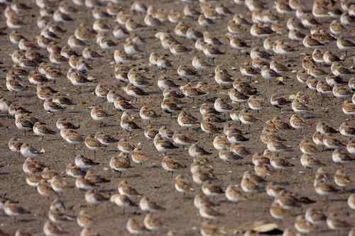 原画幅野生鸟类摄影俱乐部【精美组图】 原画幅野生鸟类摄影俱乐部【精美组图】