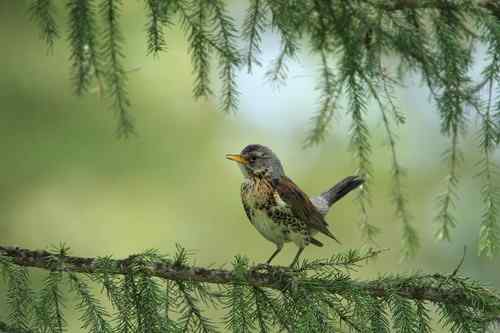 原画幅野生鸟类摄影俱乐部【精美组图】 原画幅野生鸟类摄影俱乐部【精美组图】