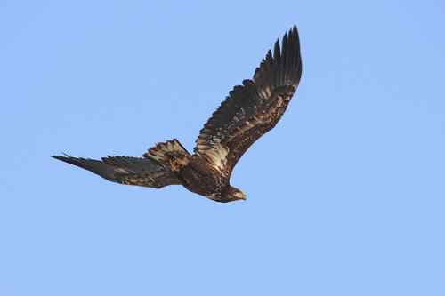 白尾海雕飞行版