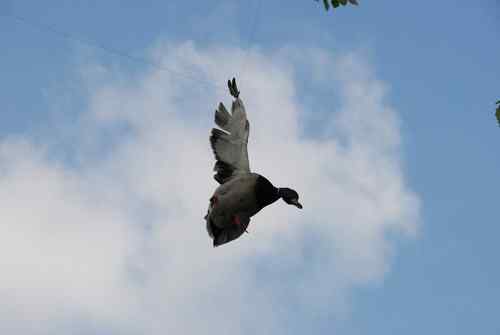 颐和园鸟人：绿头鸭蒙难获救记