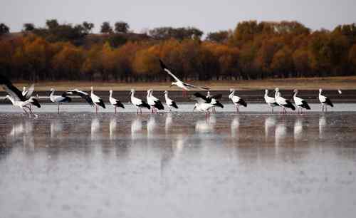 向海湿地内准备迁徙的白鹳