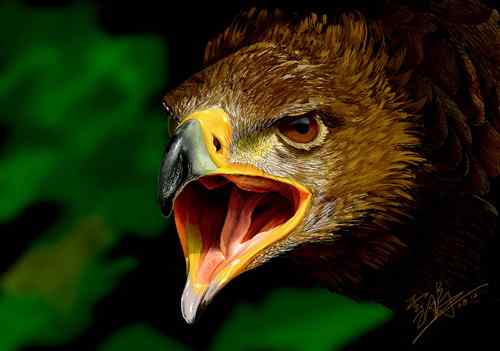 鸟人画鸟——画鹰