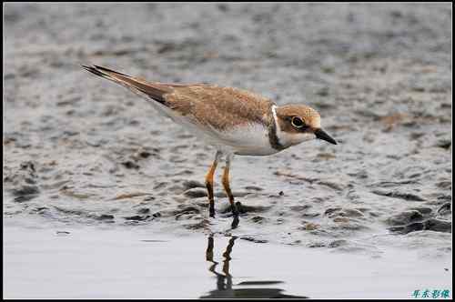 请教鸟名:亚成体金眶珩,还是铁嘴沙鸻非繁殖羽