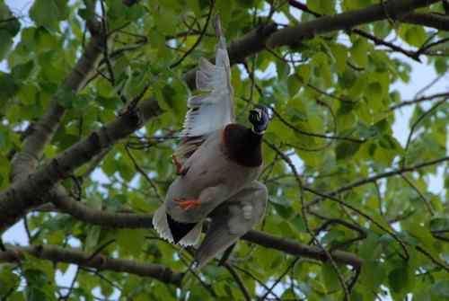 颐和园鸟人：绿头鸭蒙难获救记
