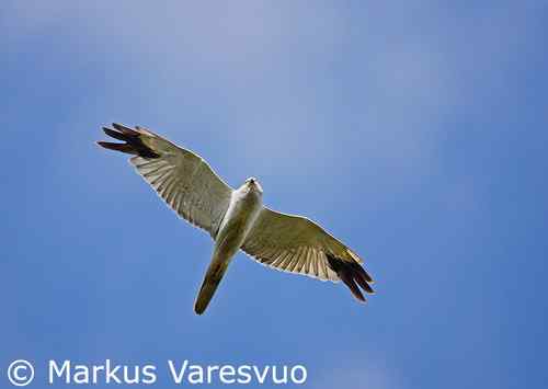 鹞的识别（归纳总结）