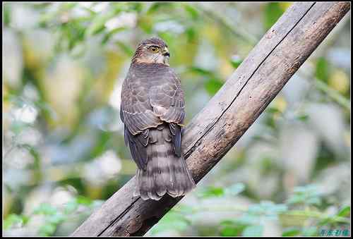 松雀鹰精彩定格照