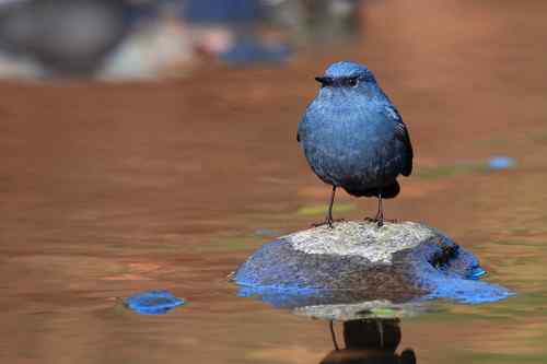 蓝色的鸟儿——红尾水鸲