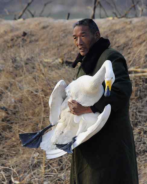 赏鹅却伤鹅:目睹了一只天鹅的受伤 赏鹅却伤鹅:目睹了一只天鹅的受伤