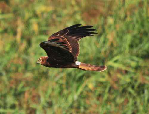 请问:这是什么猛禽?白尾鹞吗