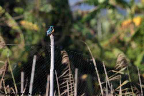 海丰大湖的紫水鸡保护环境堪忧