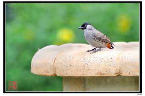 白喉红臀鹎还是黑头鹎？