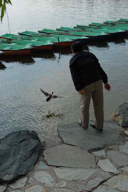 颐和园鸟人：绿头鸭蒙难获救记