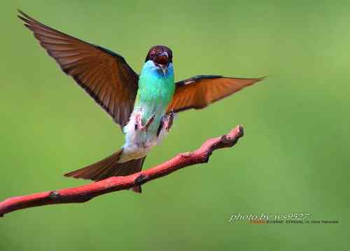 美丽养眼的蓝喉蜂虎