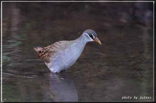 等了二十年 白眉田鸡