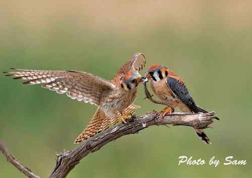 晒证书——中国国际野生鸟类摄影大展比赛优秀奖