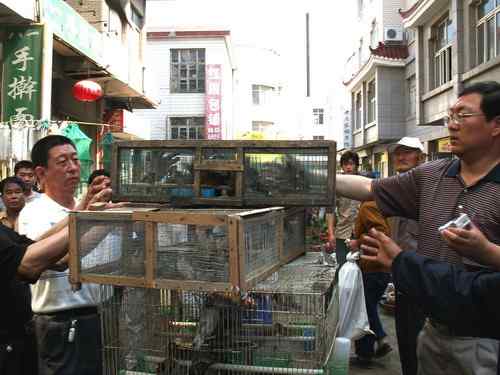 这些年干的这些(护鸟爱鸟)事 这些年干的这些(护鸟爱鸟)事