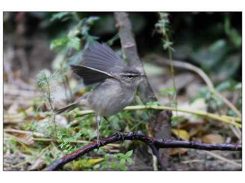 何种柳莺?多角度展示